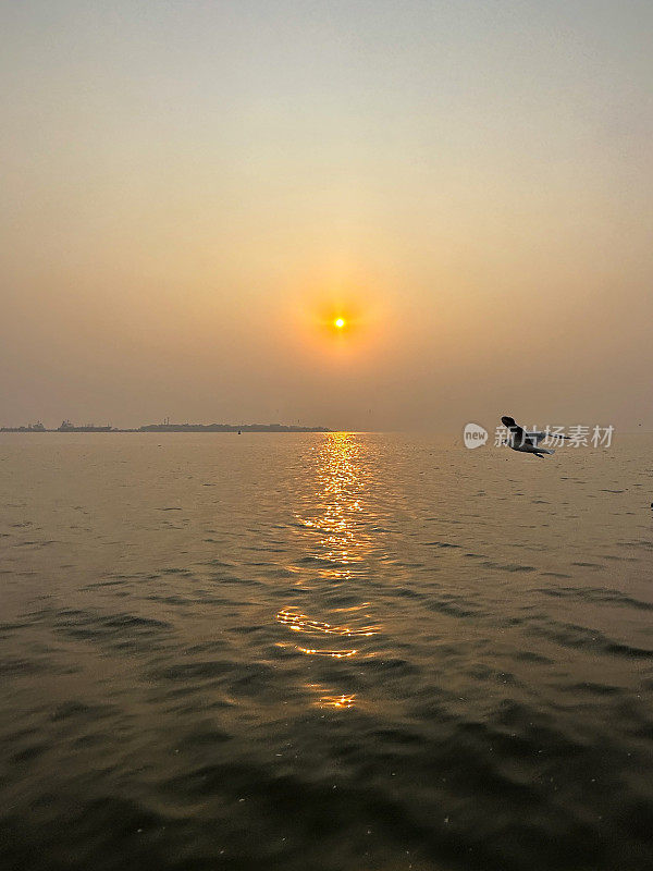 细嘴鸥(chricocephalus genei)在日落的天空中飞过海浪，夕阳带着橙色的光环在印度洋上空飞行，重点在前景，复制空间